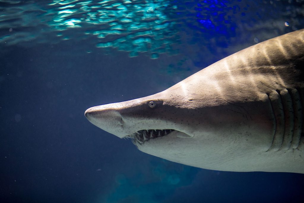 Photo of a sand tiger shark at the Greater Cleveland Aquarium