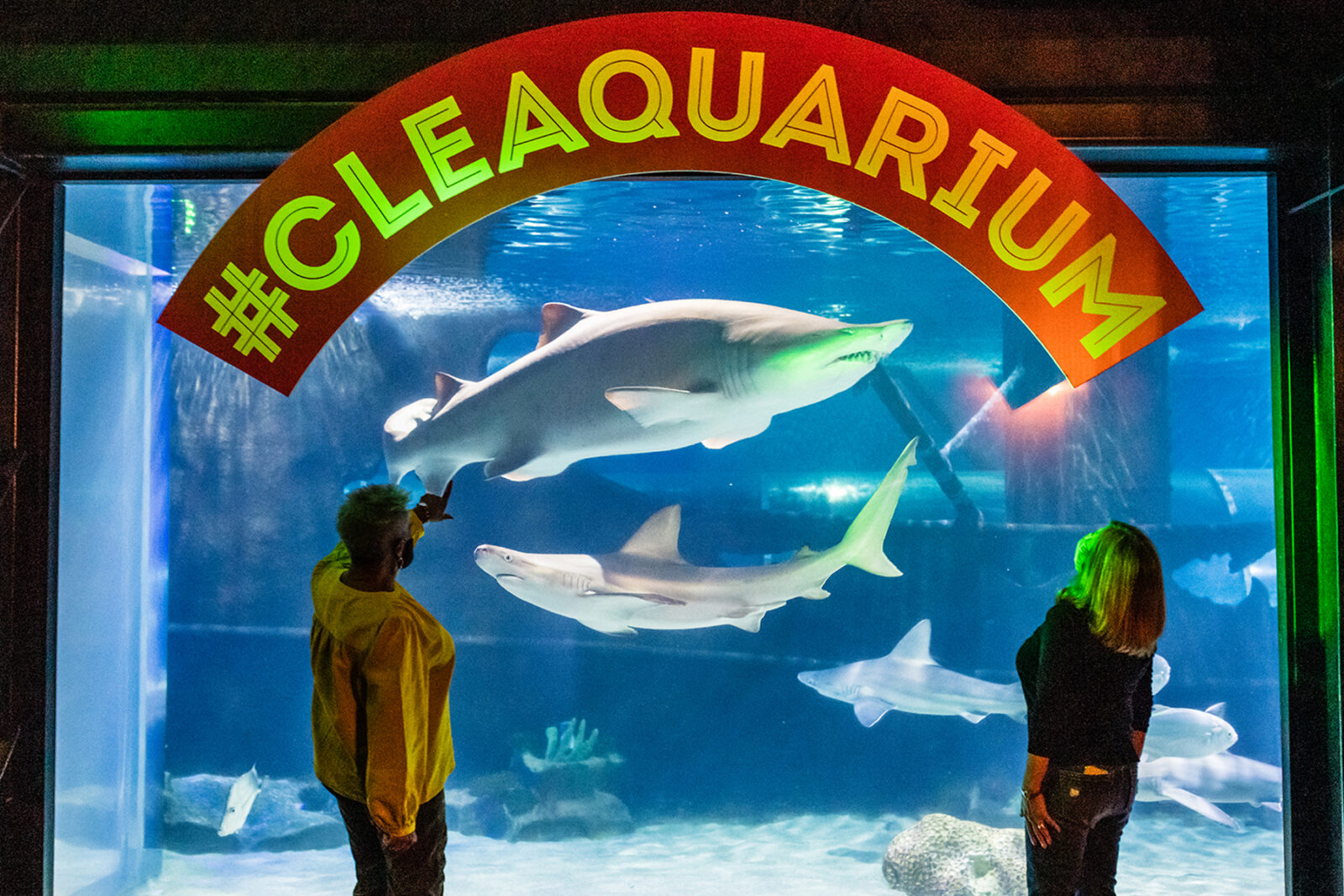 Shark Gallery at Greater Cleveland Aquarium
