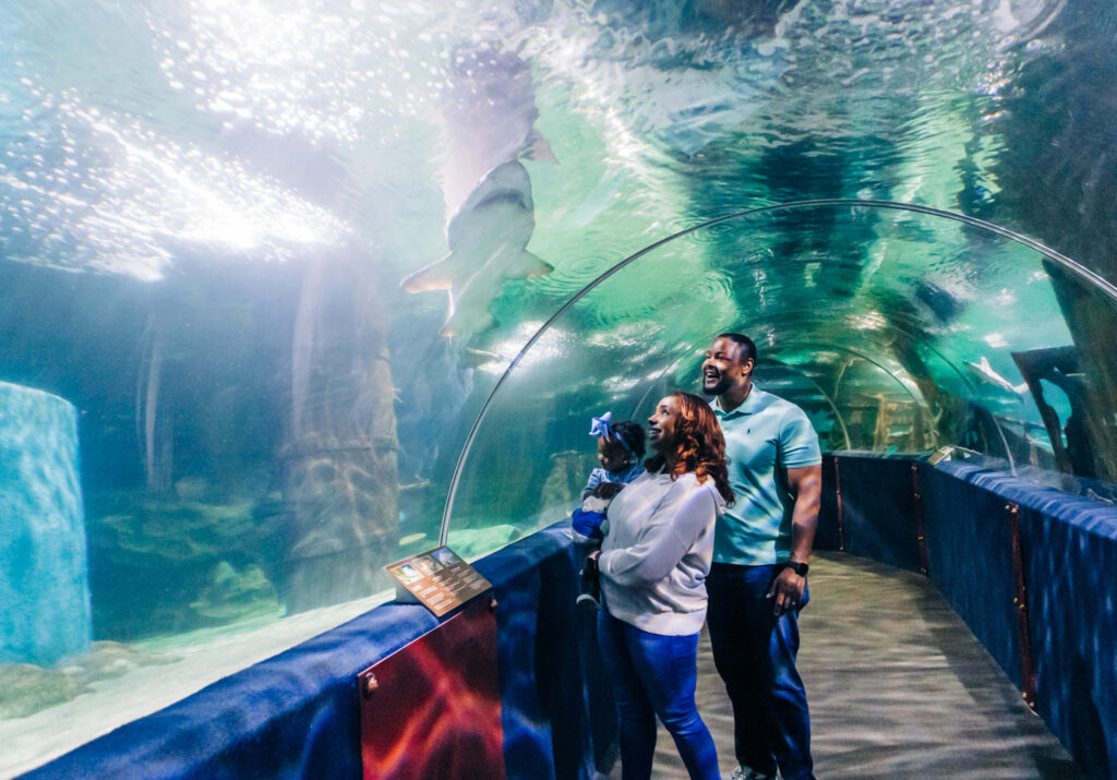 Family looking at a shark at Greater Cleveland Aquarium.