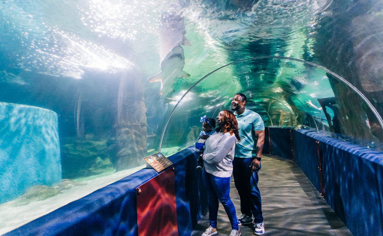 Family looking up at a shark at Greater Cleveland Aquarium.