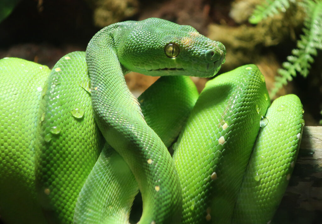 Green tree python up close.