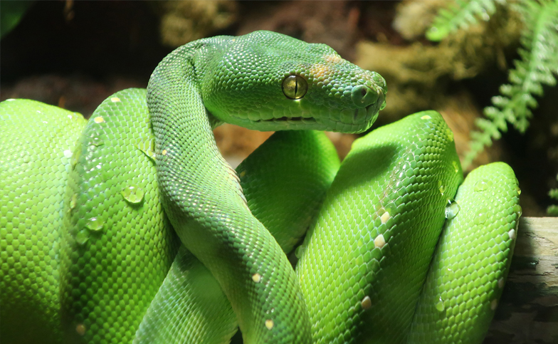 Green Python up close.