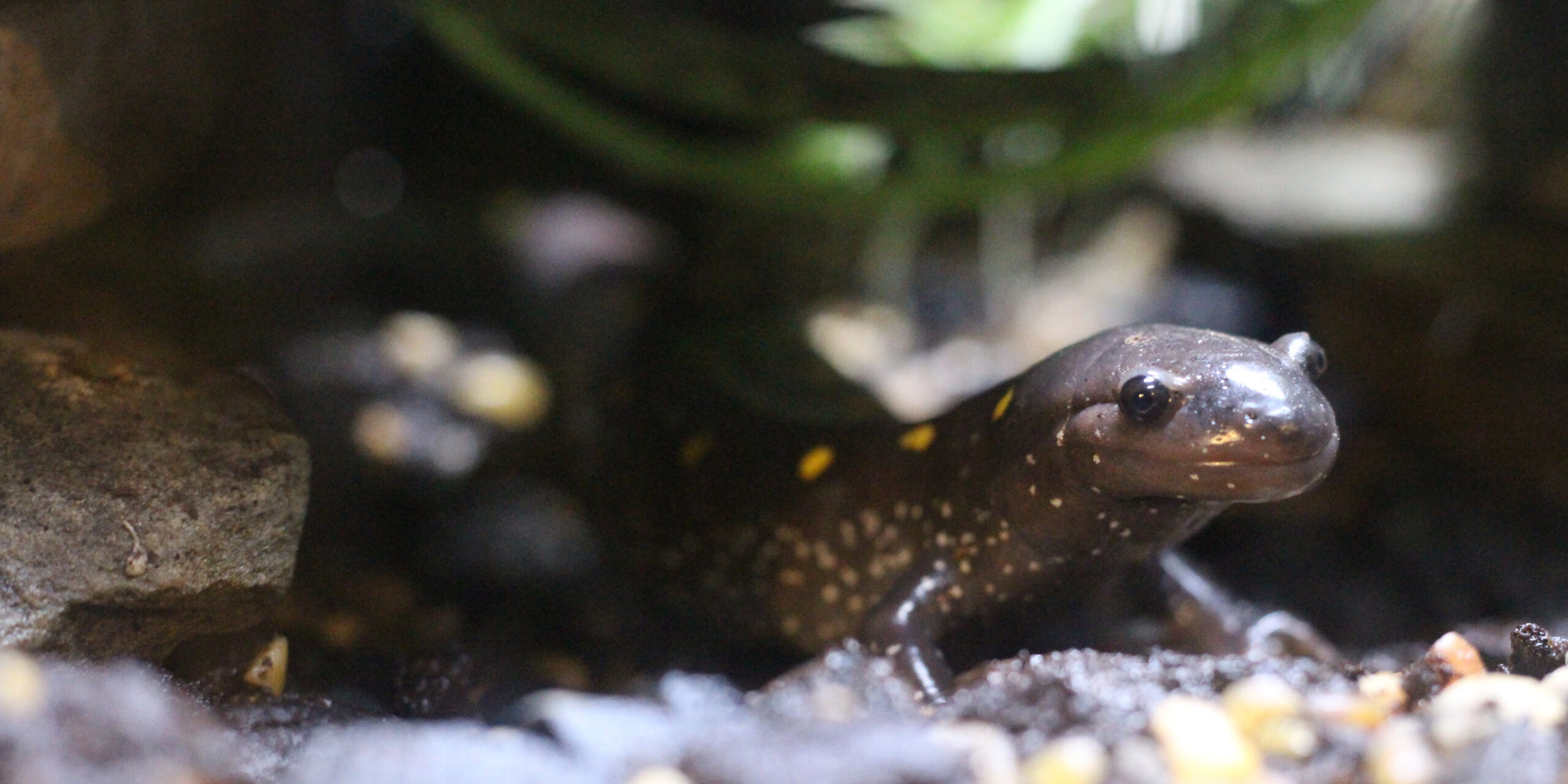 Spotted salamander at Greater Cleveland Aquarium