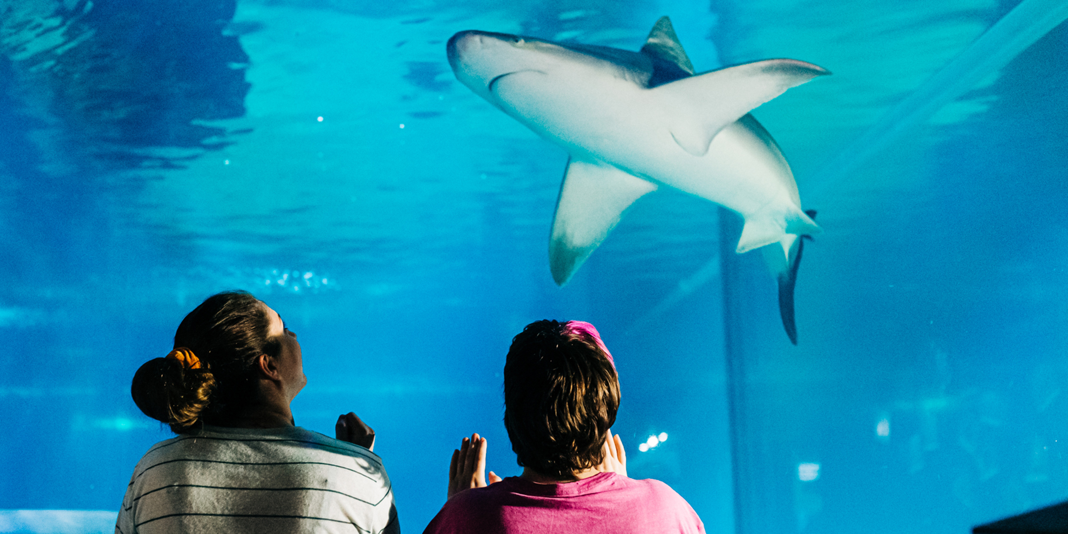 Two women looking up at a shark at Greater Cleveland Aquarium.