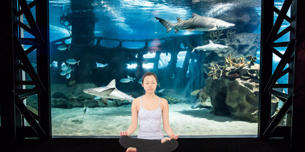Yoga instructor posing in front of shark habitat at Greater Cleveland Aquarium.