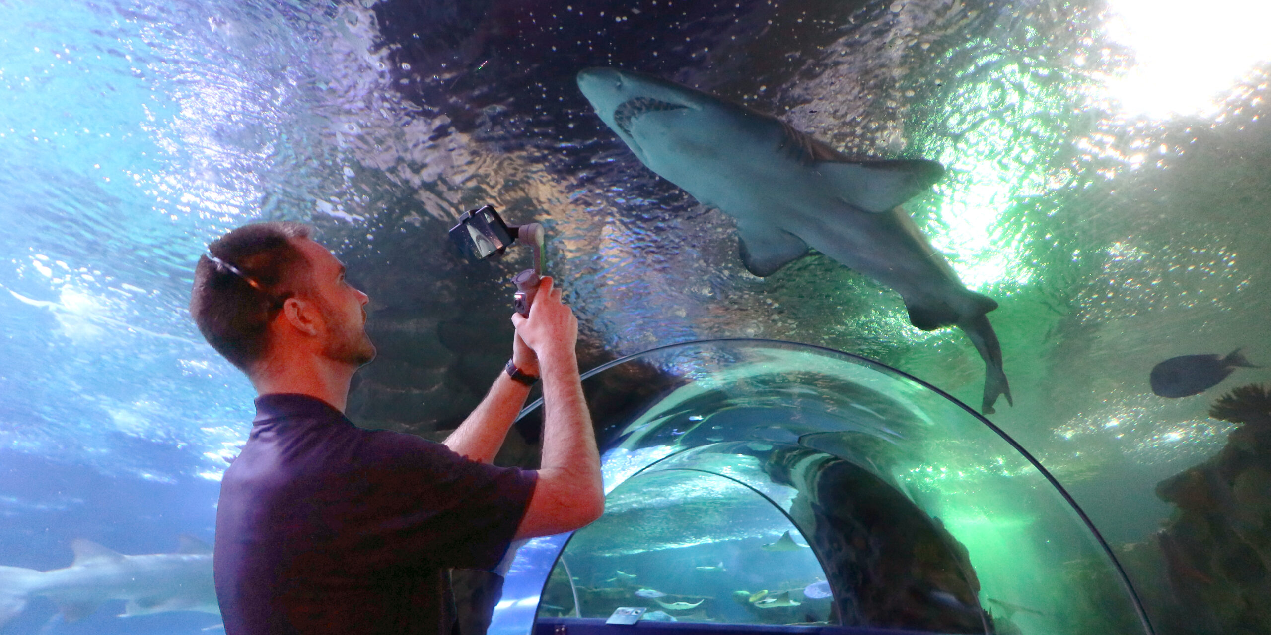 Greater Cleveland Aquarium educator pointing camera at sandtiger shark.