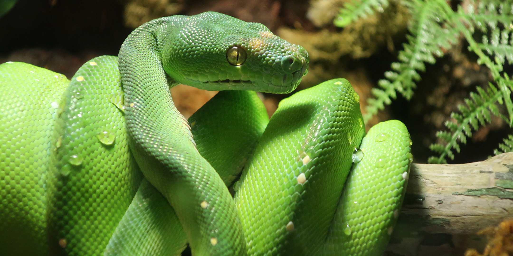 Close up of a green tree python at Greater Cleveland Aquarium.