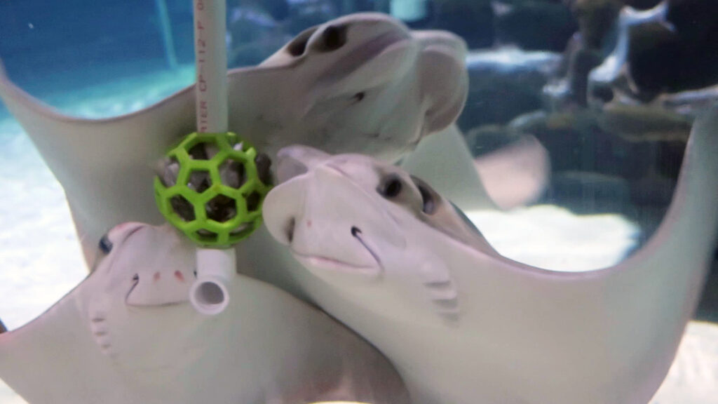 Cownose stingrays getting food as they paint